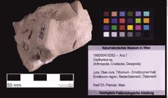 Foto (Objekt + Etiketten) von Oxythyreus sp. (NHMW-GEO-1990-0041-0262)